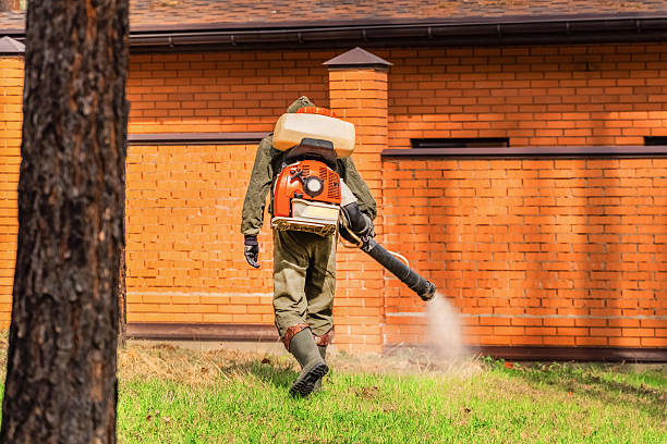 Trusted Ant Control service in Northwoods, MO - Nex Pest Control